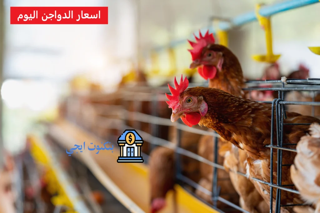 اسعار الدواجن اليوم 2025 لحظة بلحظة | تحديث بورصة الفراخ والكتاكيت والبيض يومياً أسعار الدواجن اليوم