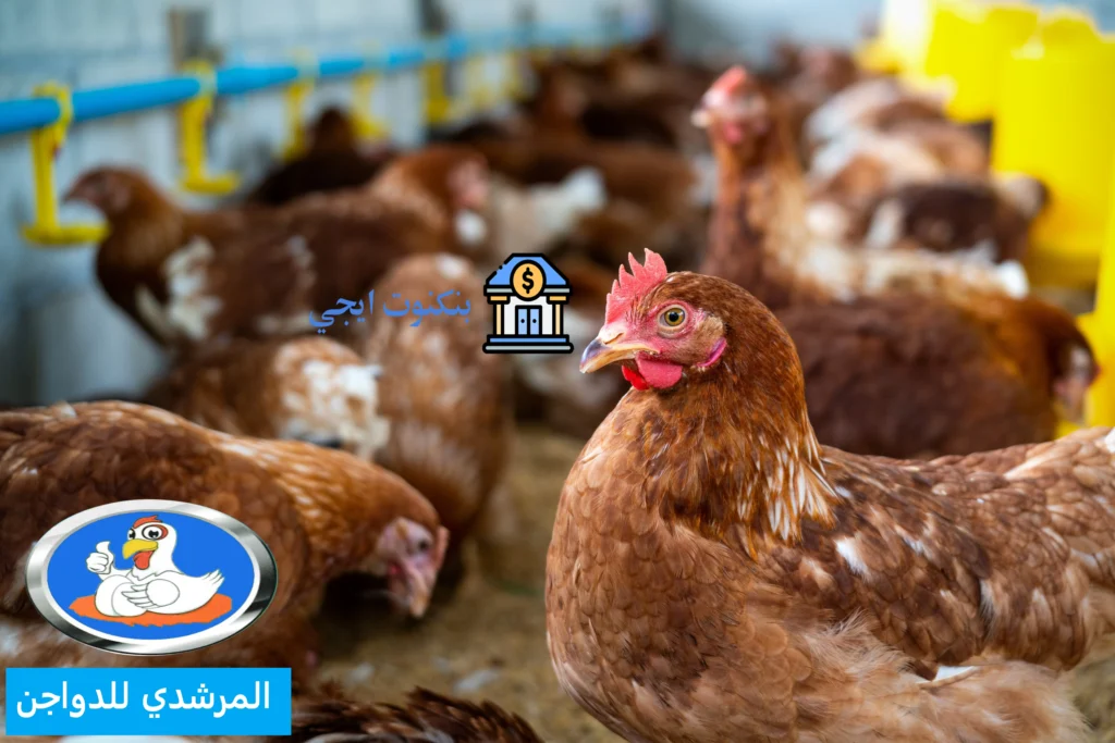 اسعار الدواجن اليوم 2025 لحظة بلحظة | تحديث بورصة الفراخ والكتاكيت والبيض يومياً بورصة المرشدي للدواجن